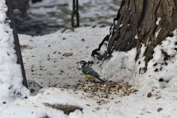 istock A blue tit sits on a snow-covered ground searching for food 1303140843