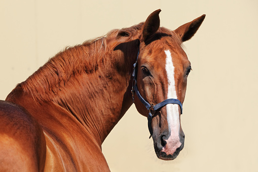 Sports dressage horse, portrait in light background