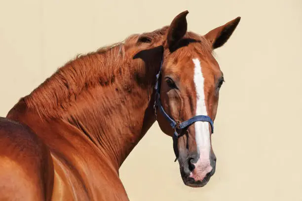 Sports dressage horse, portrait in light wall background