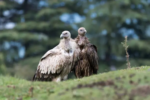 Photo of Himalayan vulture or Himalayan griffon vulture is an Old World vulture native to the Himalayas and the adjoining Tibetan Plateau. It is one of the two largest Old World vultures and true raptors.