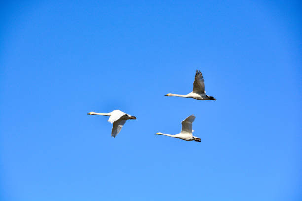 istock Flock of swans flying in the spring blue sky 1303145653