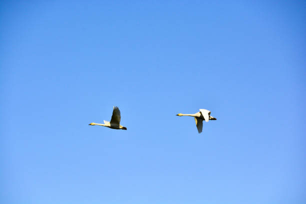 istock Swans flying in the blue sky 1303146555