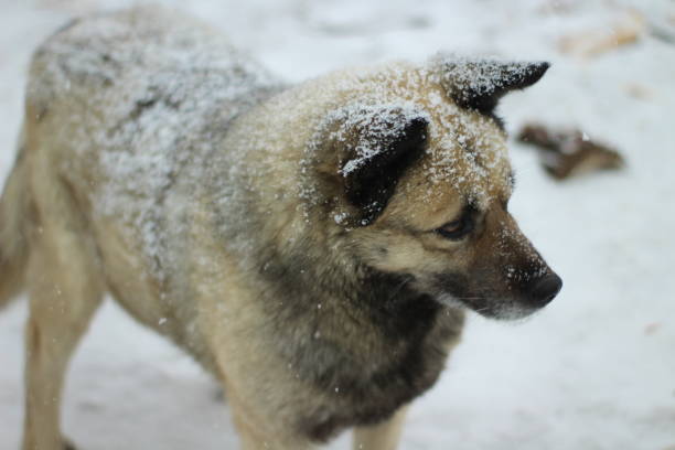 istock Senior Dog in Winter with Snow on Fluffy Fur during Snowfall Blizzard 1303146591
