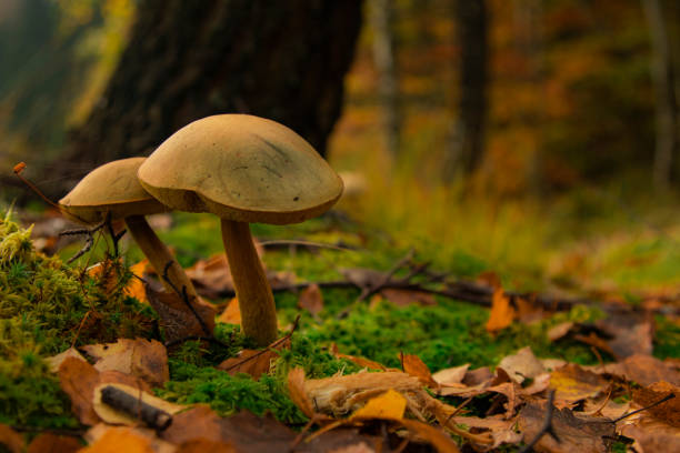 istock Two mushrooms hidden in the woods 1303146800