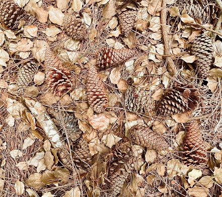 Forest Floor Foilage Debris of Pine Cones and