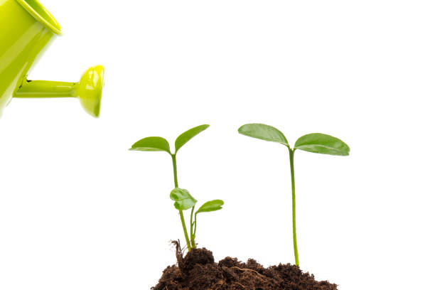 istock Sprout watered from a watering can isolated on white background 1303148471