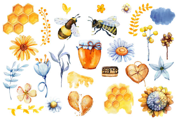 zestaw miodu, pszczoła i osa, plaster miodu, zioła polowe, kwiaty, słoik, opakowanie produktu. ręcznie rysowana ilustracja akwarelowa izolowana na białym tle - bee flower meadow flying stock illustrations