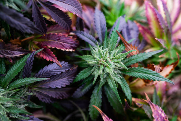 marijuana plant stock photo