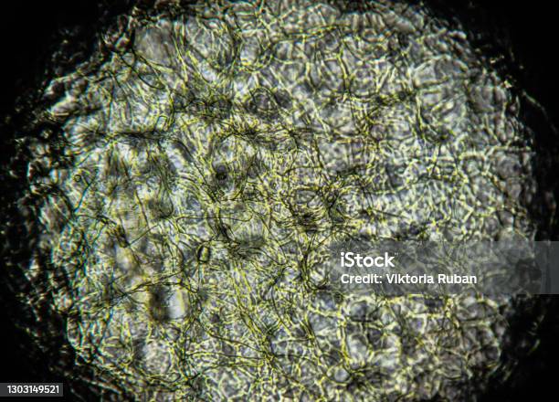 All Orange Microscope An Orange Seed Peel Under Light Microscope Stock Photo - Download Image ...
