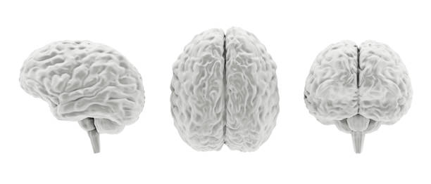 istock Grayscale human brain model from different sides isolated on white, 3d illustration 1303149589