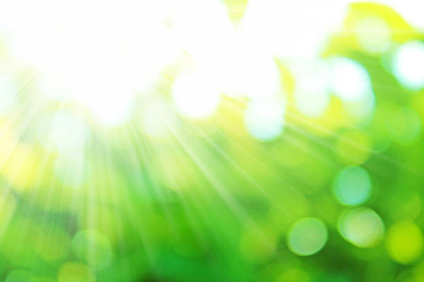 太陽の光と春の緑の背景。 - 青々とした ストックフォトと画像