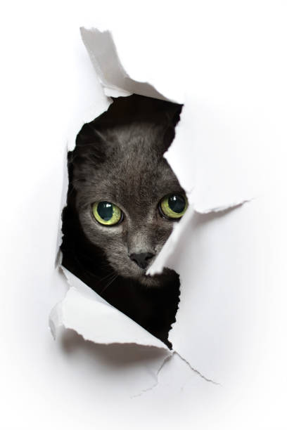 istock Cat looks into the torn hole 1303150313
