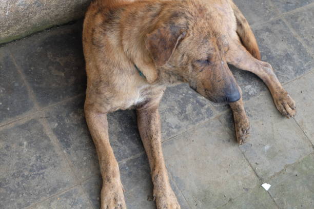 istock Guard dog, lying on the floor 1303151029