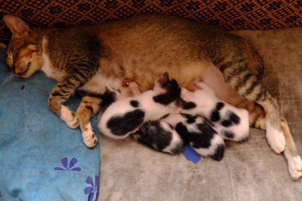 istock A mother cat is breastfeeding her kitten 1303151047