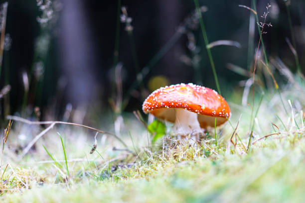 istock Mushroom in the grass 1303151100
