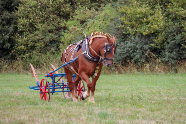 istock Horse and Cart 1303151679