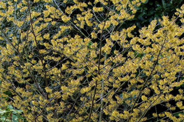 Hamamelis in full flower in February 2021. Hamamelis provides a riot of glamourous colour, in an otherwise largely colourless month in the garden. doncaster photos stock pictures, royalty-free photos & images