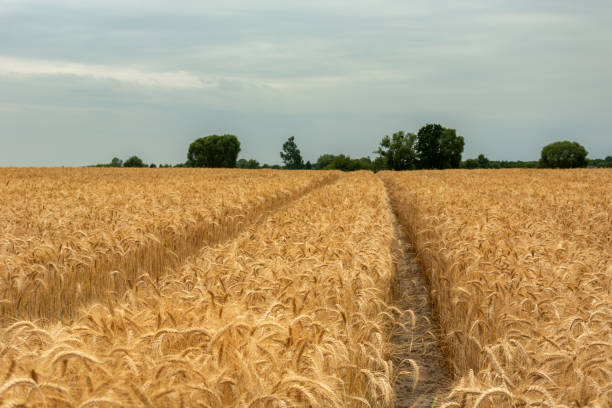 istock A path in golden triticale and the evening sky 1303152001