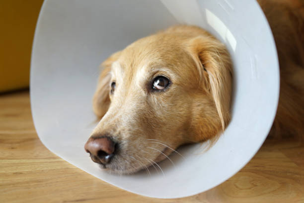 sad dog wearing a neck cone at home. - coleira protetora imagens e fotografias de stock