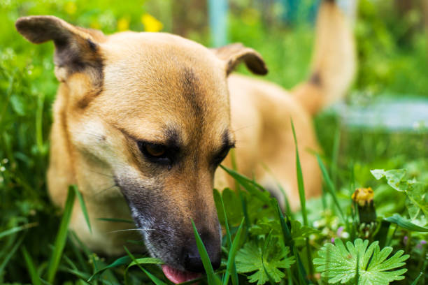 hunting dog 