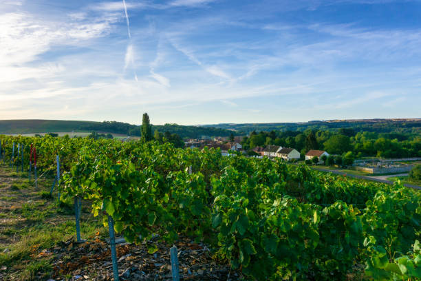 istock Row vine grape in champagne vineyards at montagne de reims 1303153247