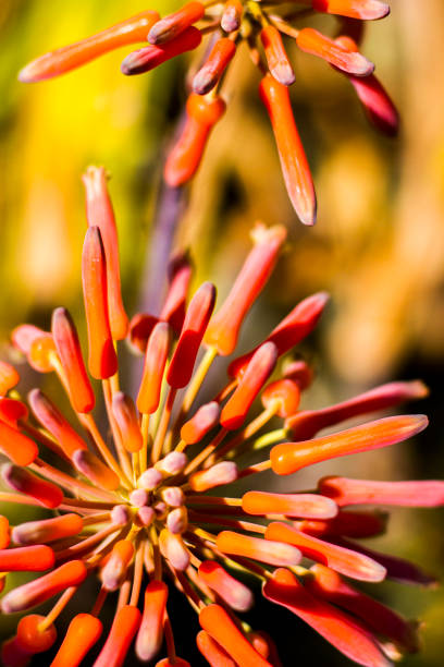 istock Orange Flowers 1303156444