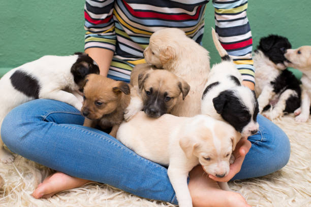 istock Woman playing with puppies 1303157826