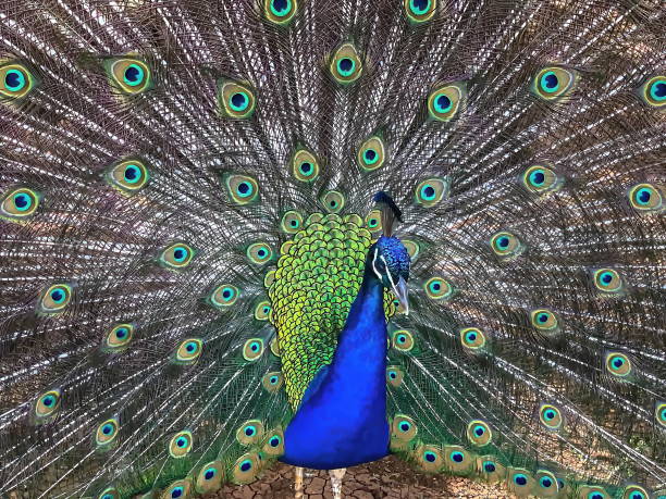 istock Male peacock, which has very long tail feathers that have eye-li 1303157943
