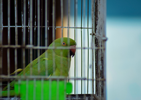 Lovebird in the bird cage