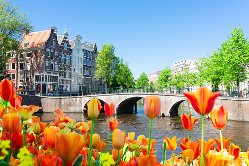 historical houses of Amsterdam over canal ring landmark in old european citye, Holand Netherlands. Amsterdam spring scenery with tulips
