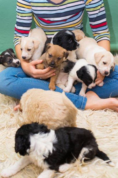istock Woman playing with puppies 1303159726