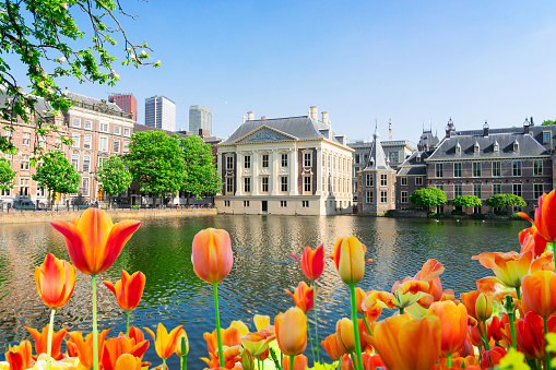 city center of Den Haag - Mauritshuis and with tulip flowers Netherlands