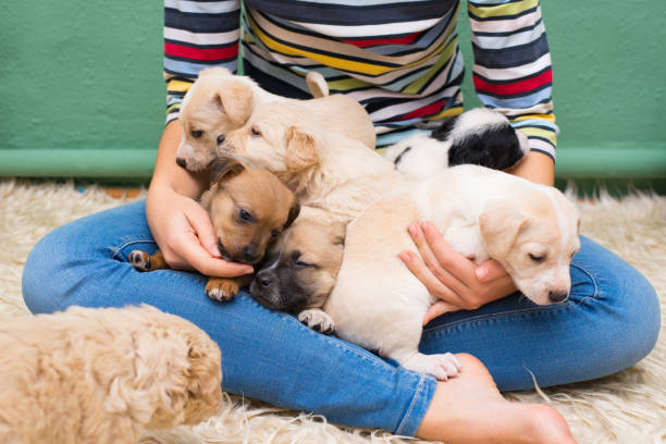 istock Woman playing with puppies 1303159842