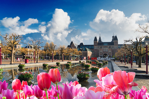 Rijksmuseum and Statue I am Amsterdam with fresh tulips flowers, Netherlands