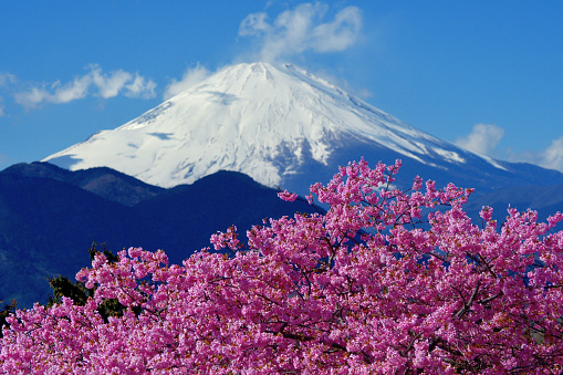 This photo of Mt Fuji and Japanese cherry blossom was taken at Matsuda-yama, Kanagawa Prefecture, south of Tokyo. The species of this cherry blossom is called kawazu-zakura, which has rather strong pinkish color and normally blooms in February and early March, about a month earlier than somei-yoshino, the species most popular in Japan. Mt Fuji is UNESCO World Heritage site.