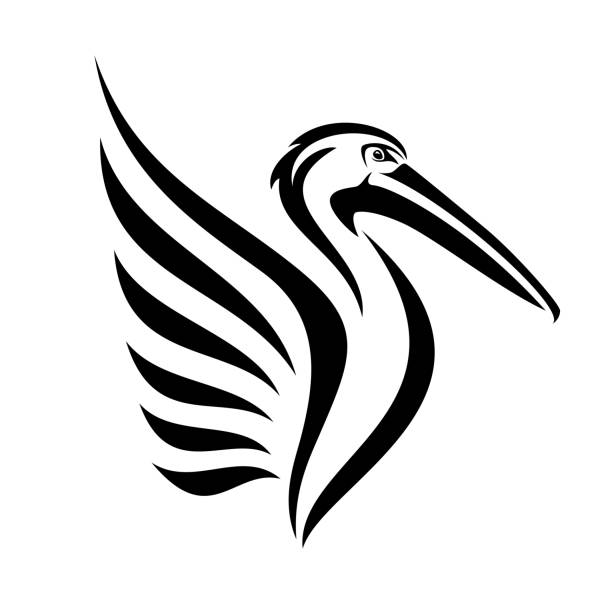 pelican bird profile head and wing  black and white vector design pelican bird with beautiful stylized wing side view head black and white vector outline pelican stock illustrations