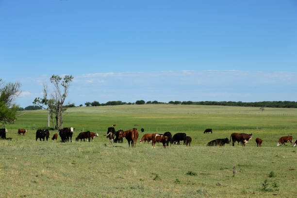 istock cows in the field 1303162778