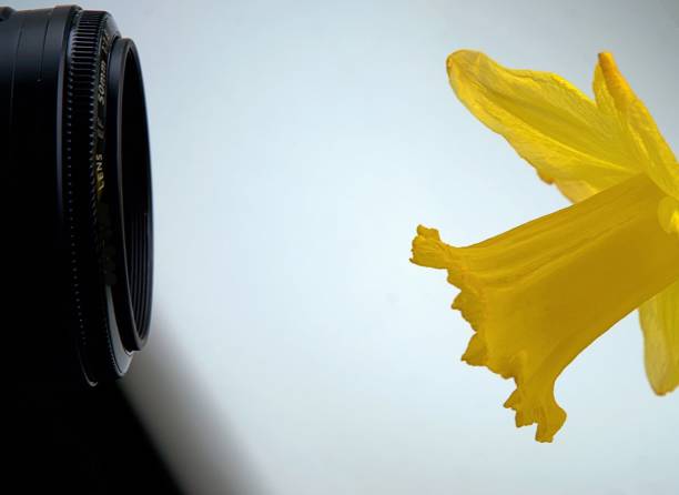 Macro Photography Camera and Daffodil Flower representing creative studio photography