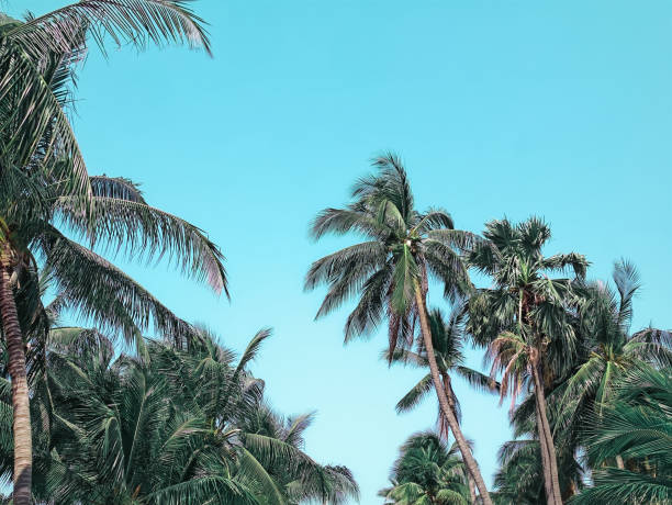 istock Low Angle View of Fresh Green Coconut Trees Against Clear Blue Sky 1303165563