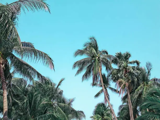 Low Angle View of Fresh Green Coconut Trees Against Clear Blue Sky