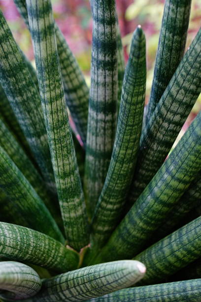 istock Close-up Sansevieria Cylindrica in pot 1303166752