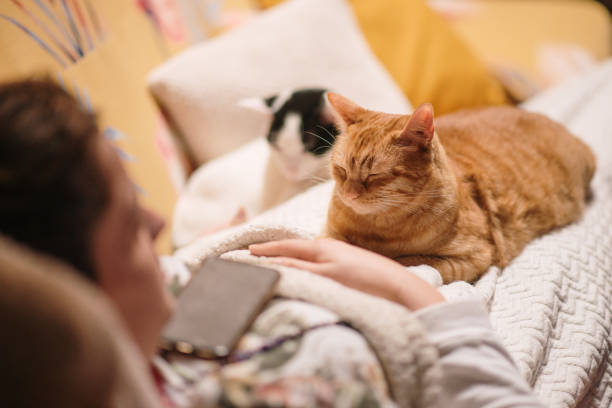 istock Two cats on a woman lying in a sofa 1303166932