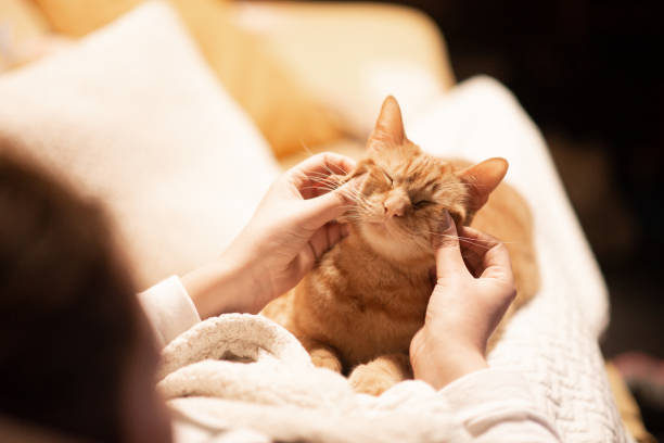 istock Woman stroking a ginger cat 1303166937