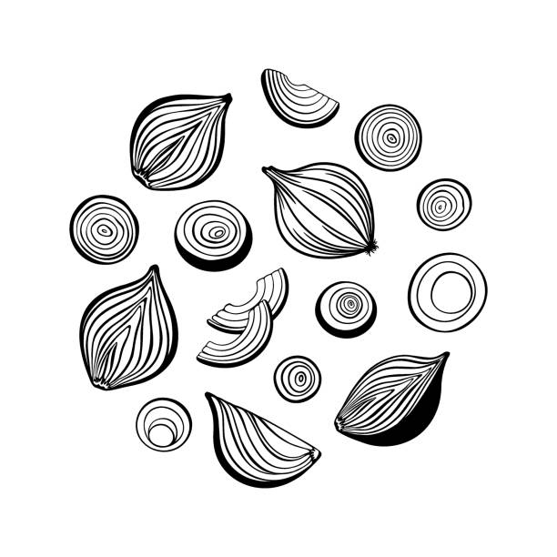 Onion round frame. Vector outline drawing. Onion round frame. Vector outline drawing. raw diet stock illustrations