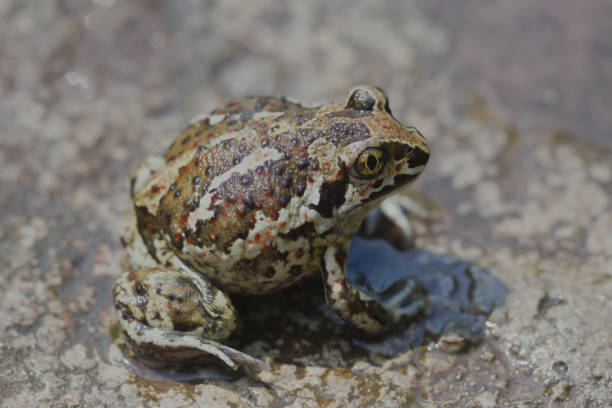 istock A small Earth frog sits on the ground. Close up. 1303169095