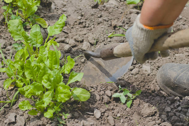istock Farmer working with hoe in vegetable garden. 1303169104