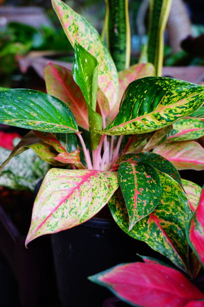 istock Pink and green Aglaonema 1303169207