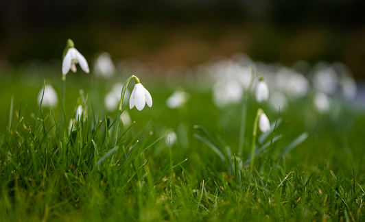 snowdrops in a meadown in springtime