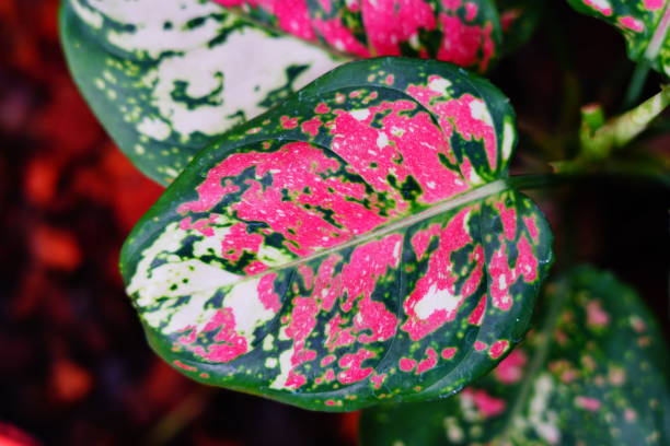 istock Close-up Pink and green Aglaonema 1303169276