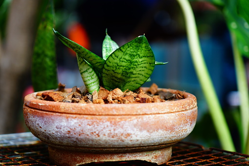 Snake plant นพ Sansevieria trifasciata on pot
